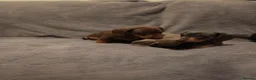 Dachshund dogs for sale: Dachshund puppies for sale in Houghton le Spring - Advert 5