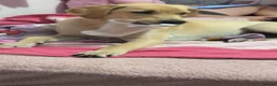 Goldador dogs for sale: Golden retriever  - Advert 1