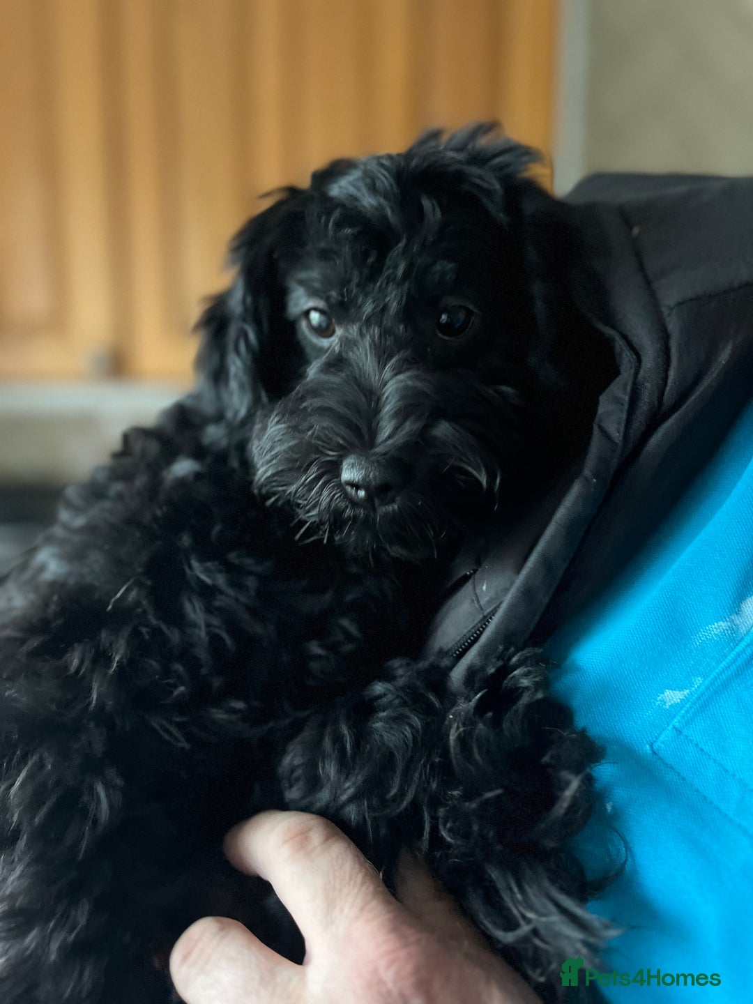 Cockapoo dogs for sale: Gorgeous toy cockapoo puppies  - Advert 8