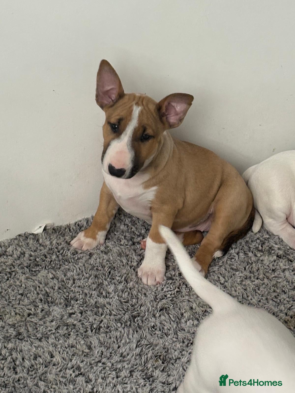 Bull Terrier dogs 1 boy 2 girl left ready the 10th July  - Advert 4