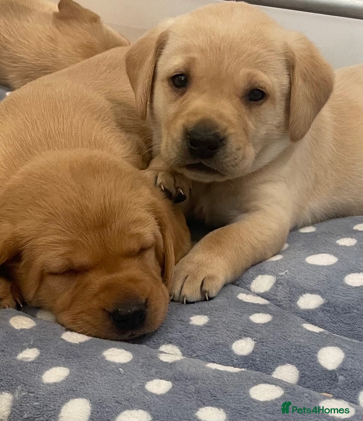 Labrador Retriever dogs Fox red and black puppies  - Advert 1