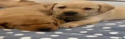 Labrador Retriever dogs for sale: Fox red and black puppies  - Advert 1