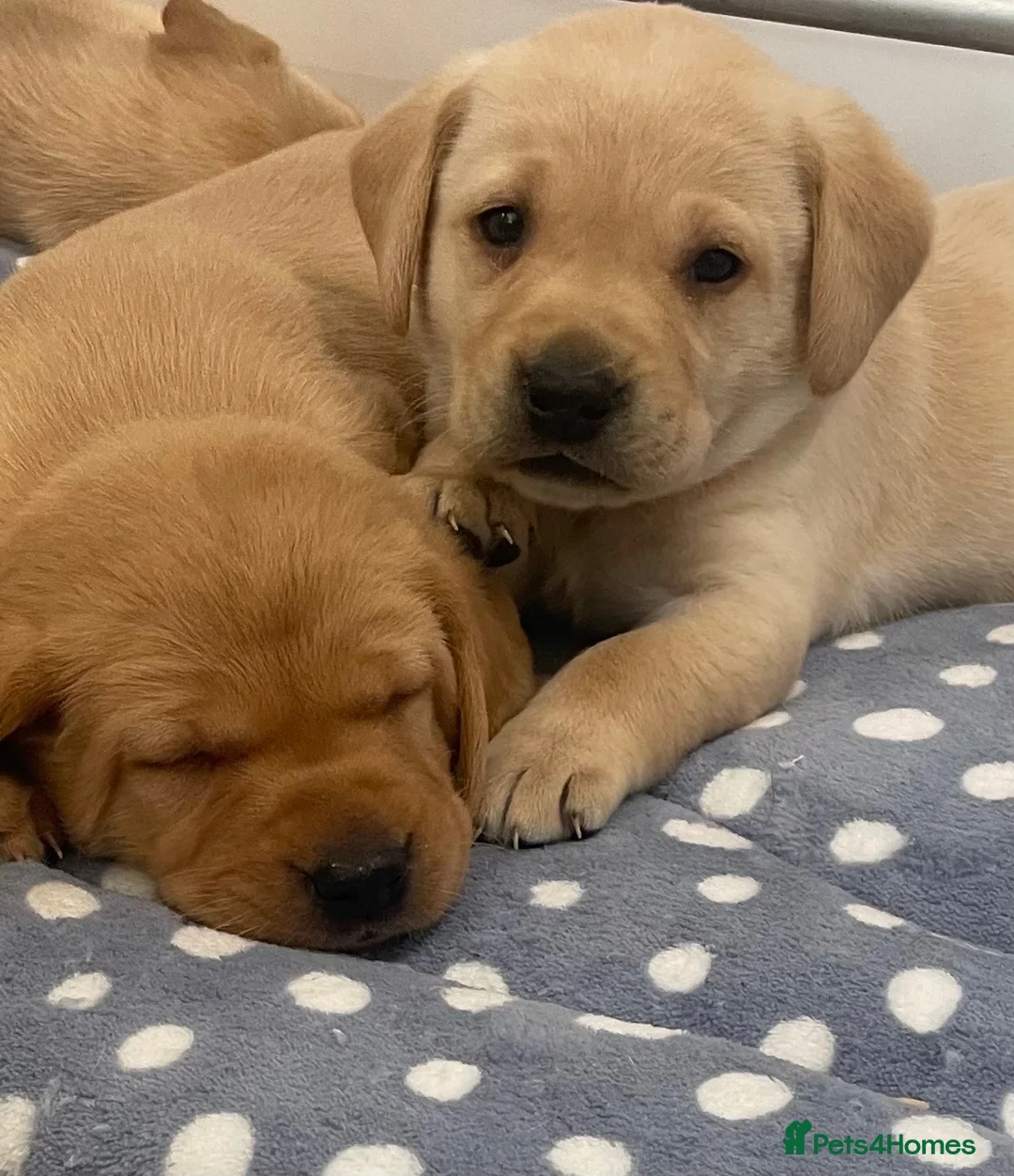 Labrador Retriever dogs for sale: Fox red and black puppies  - Advert 1