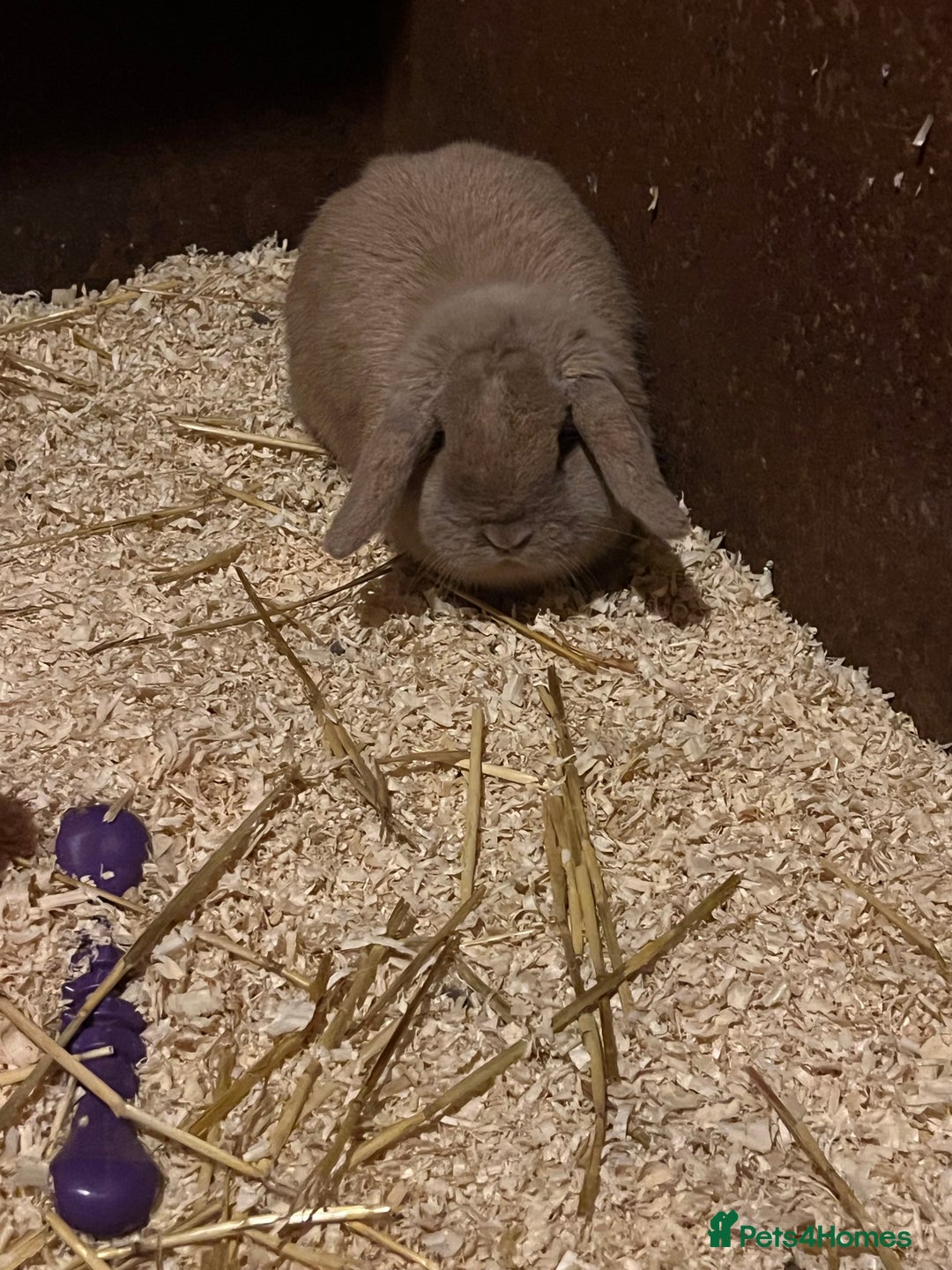 Guinea Pig rodents for sale: Female Lop bunny - Advert 2