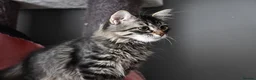 Siberian cats for sale: Siberian Kitens from Tunguska House Cattery - Advert 11