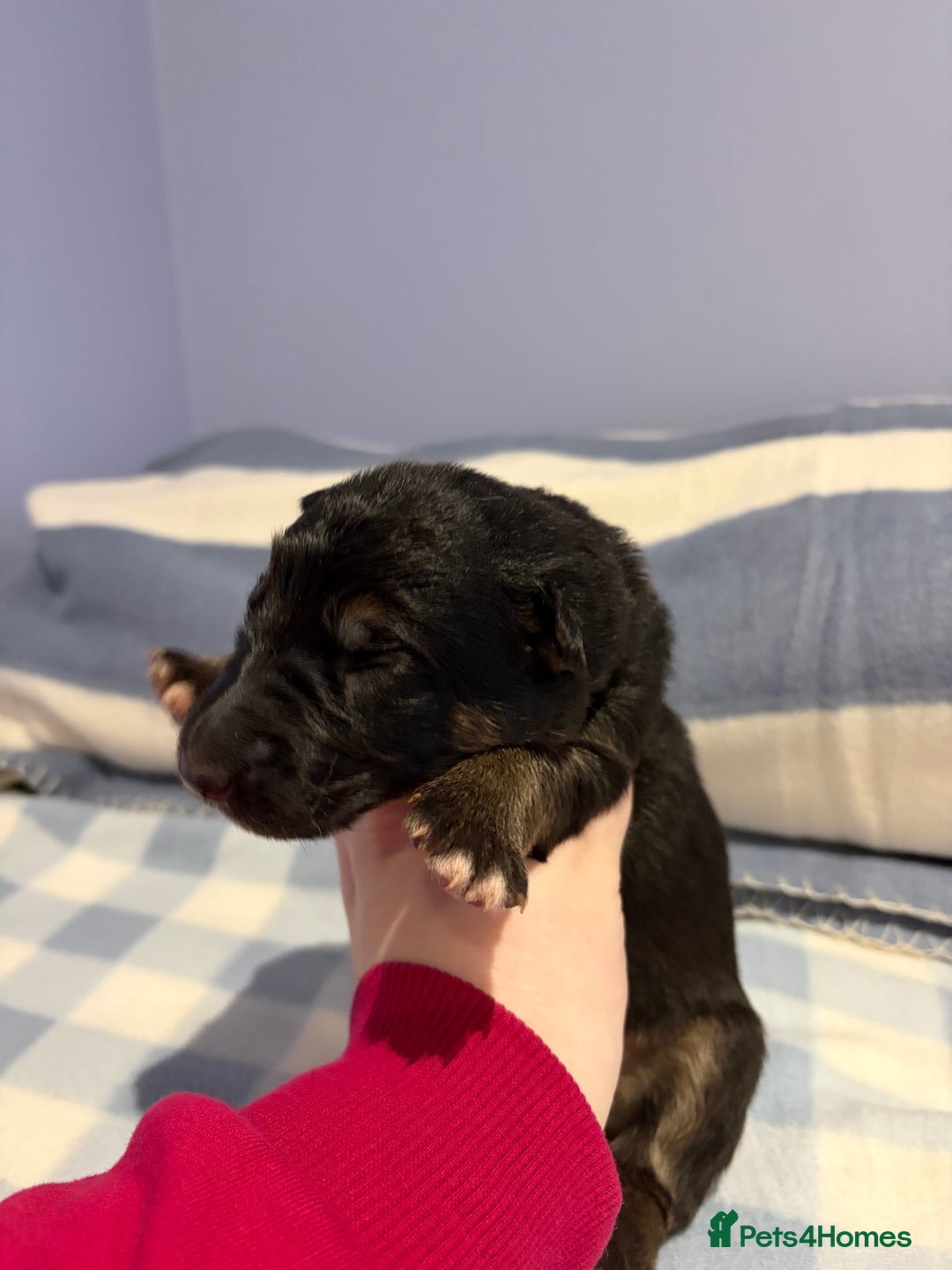 German Shepherd dogs for sale: 🐶 Beautiful KC Registered Puppies Available 🐶 - Advert 4