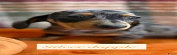 Dachshund dogs for sale: 5 beautiful dachshund girls  - Advert 21
