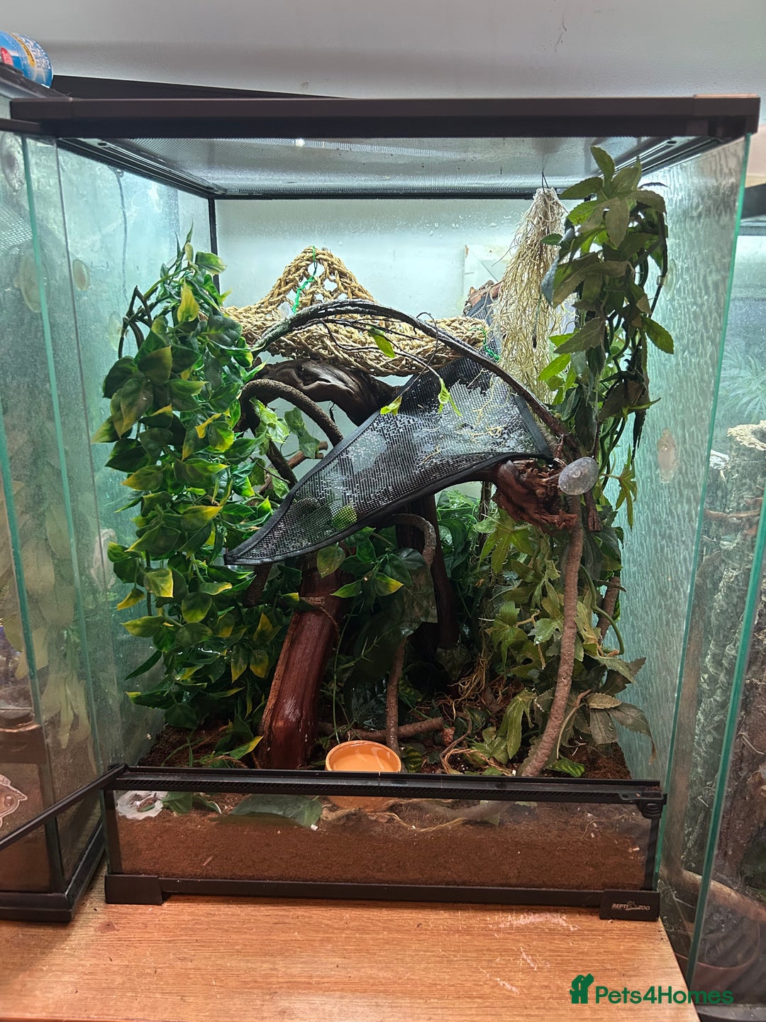 Gecko reptiles for sale: Crested gecko with full vivarium  - Image 2