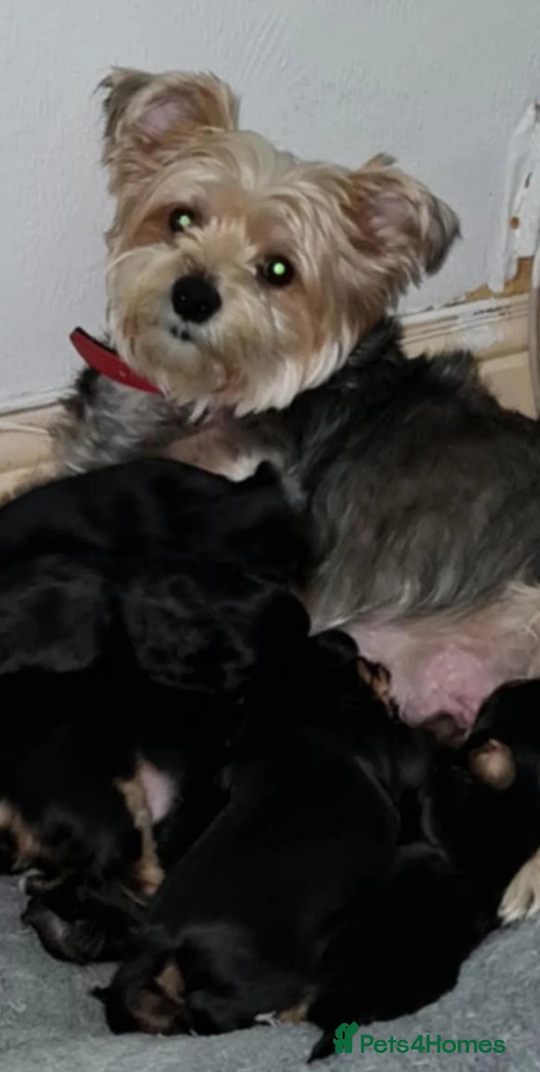 Yorkshire Terrier dogs for sale: Yorkshire Terrier Boys - Advert 2