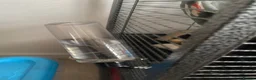 Rat rodents for sale: Cage and accessories  - Advert 9