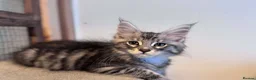 Maine Coon cats for sale: Maine Coon active kittens  - Advert 5