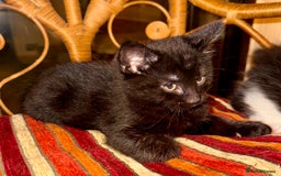 British Longhair cats for sale: Beautiful fluffy black & white kittens for sale - Image 2