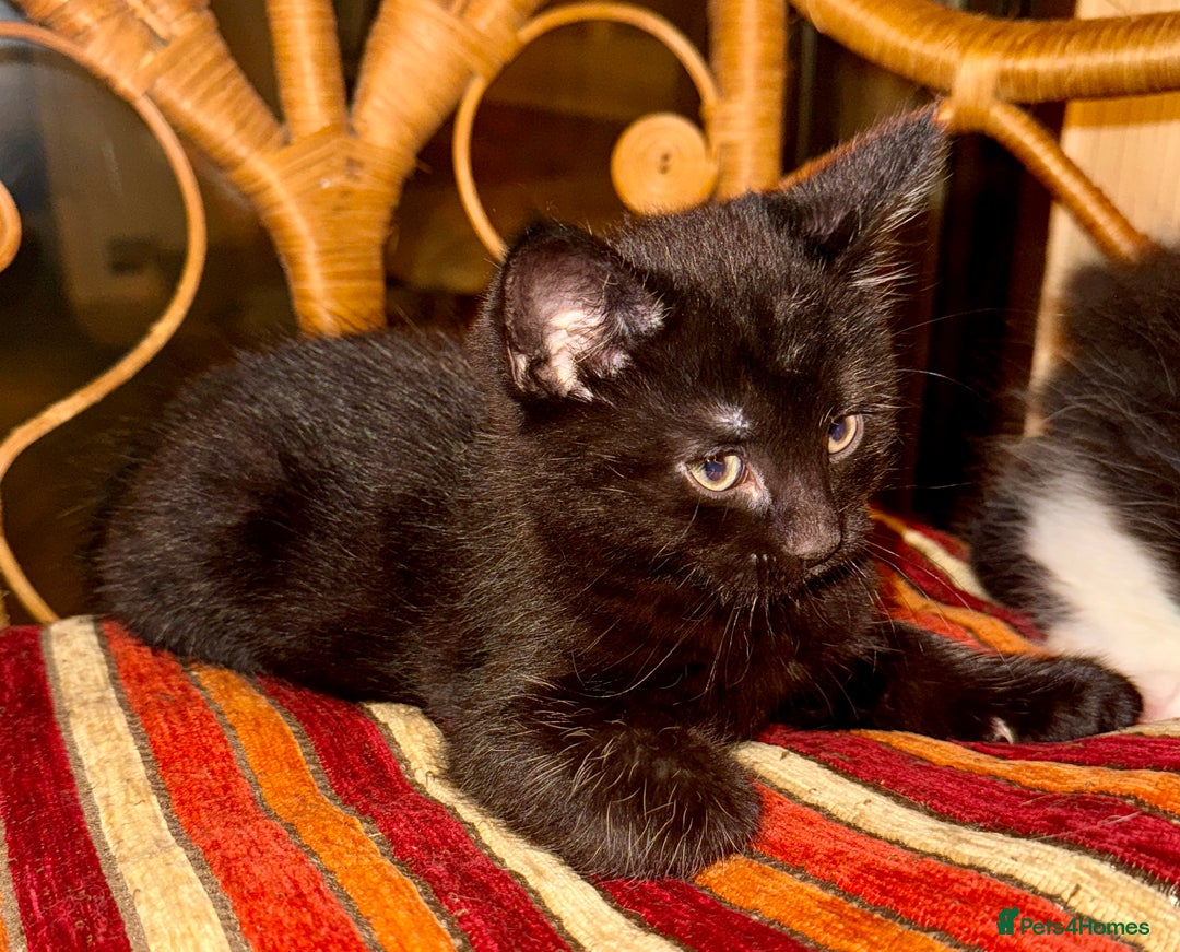 British Longhair cats for sale: Beautiful fluffy black & white kittens for sale - Image 2