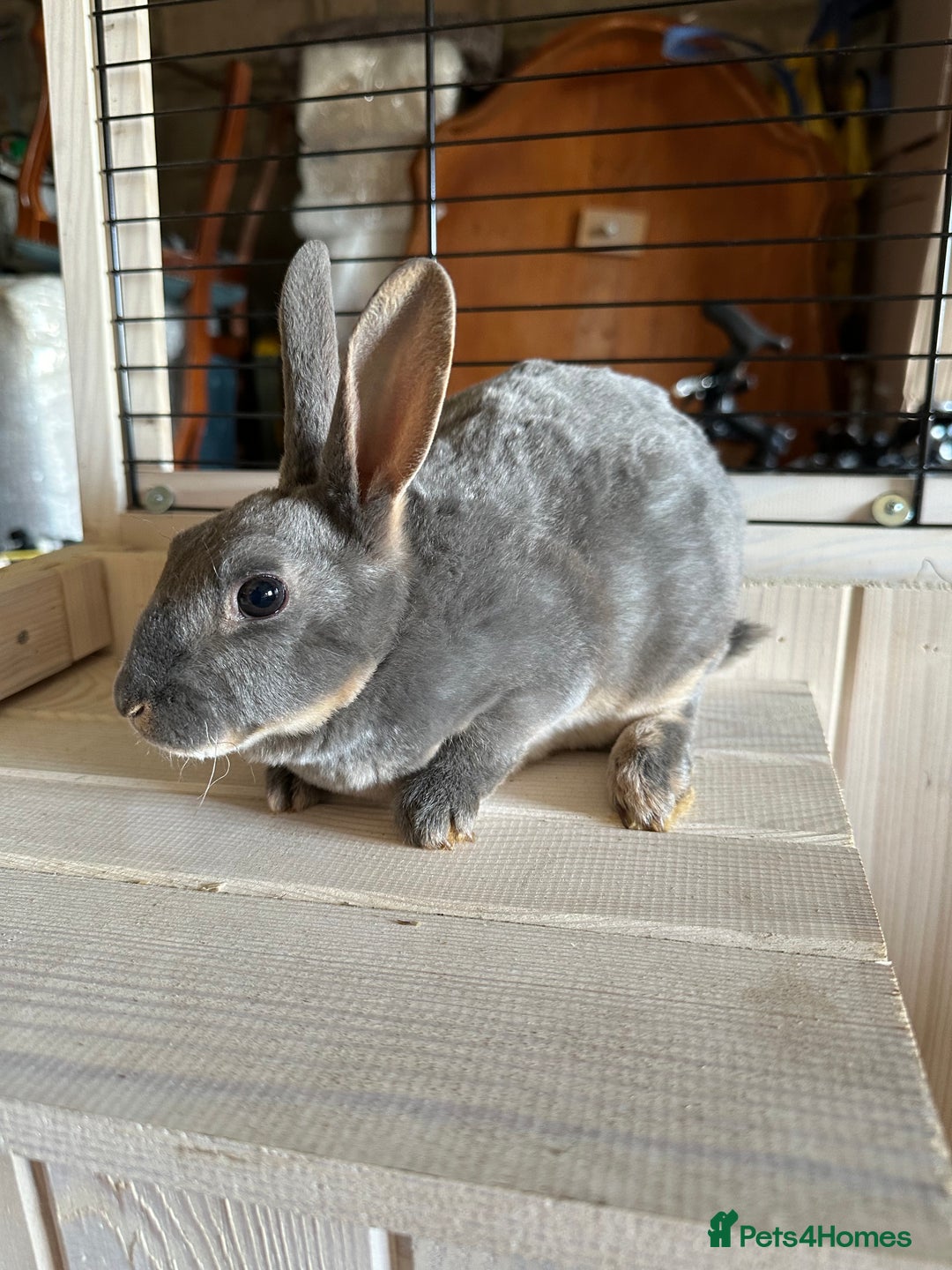 Rex rabbits for sale: Rex Standard Kits available  - Advert 8