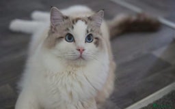 Ragdoll cats for stud: GCCF/TICA ACTIVE REGISTERED Championbloodline stud in Leyland - Image 1