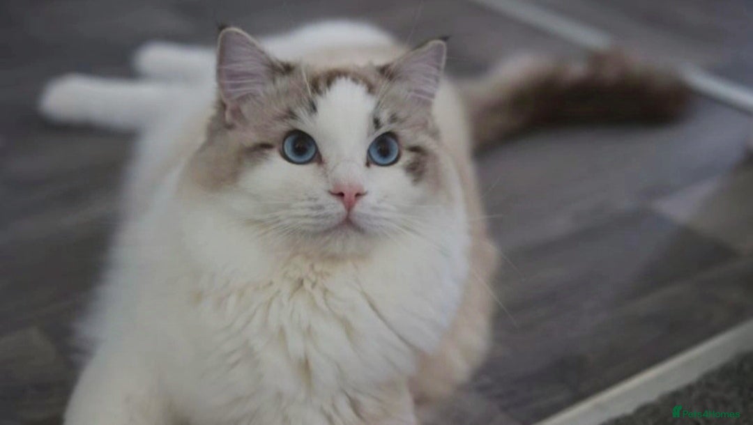 Ragdoll cats for stud: GCCF/TICA ACTIVE REGISTERED Championbloodline stud in Leyland - Image 1