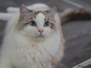 Ragdoll cats GCCF/TICA ACTIVE REGISTERED Championbloodline stud in Leyland - Advert 5