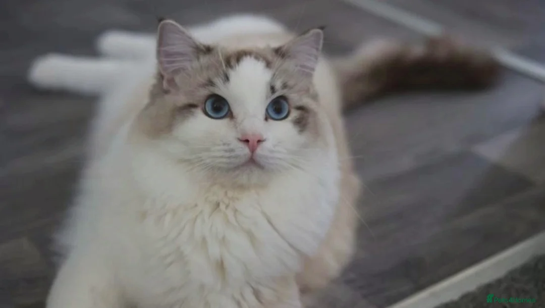 Ragdoll cats for stud: GCCF/TICA ACTIVE REGISTERED Championbloodline stud in Leyland - Advert 1