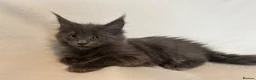 Maine Coon cats for sale: Maine Coon Kittens – 4 Available !!! - Advert 6
