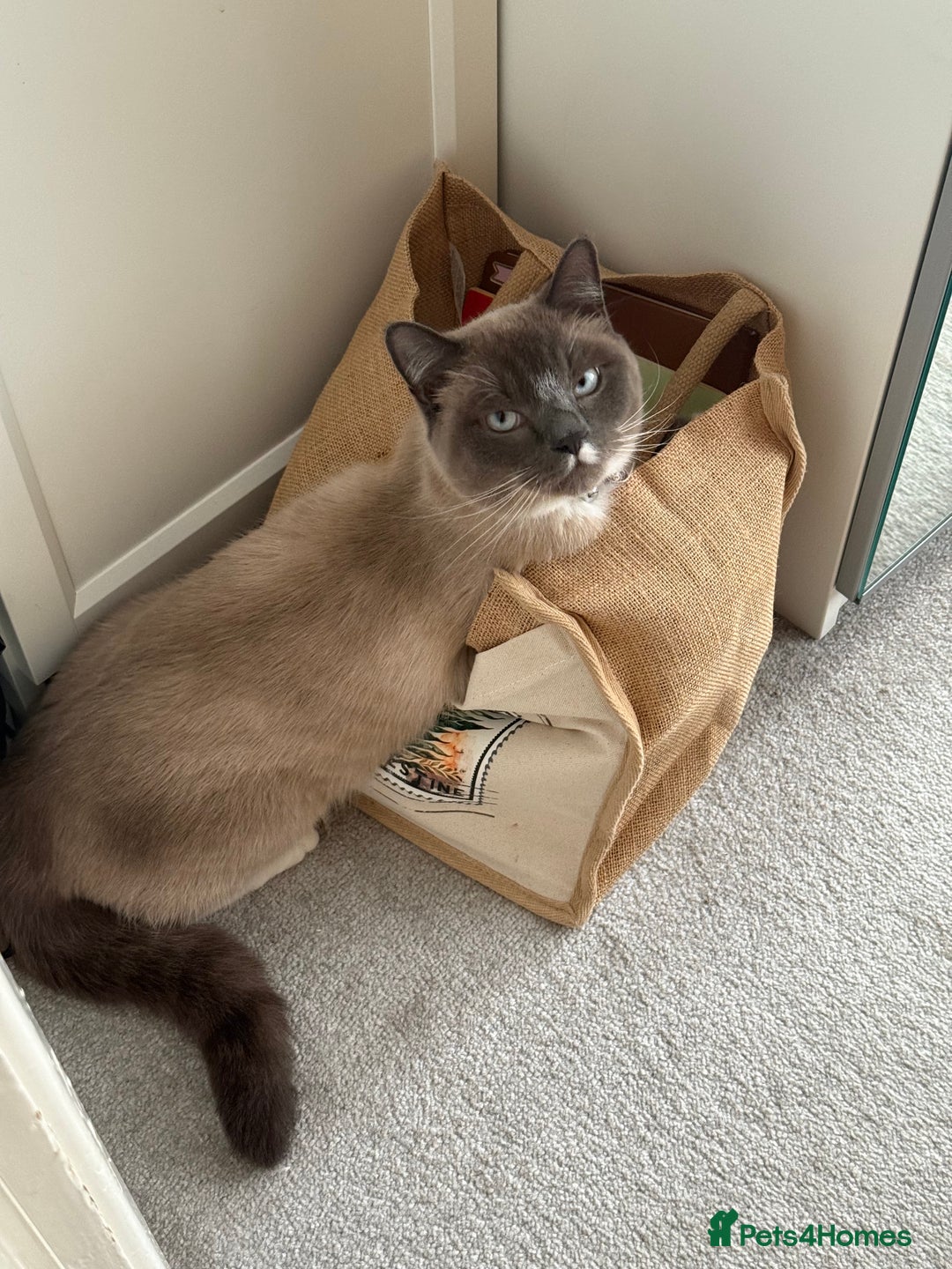 Snowshoe cats for sale: Skye the Snowshoe Cat - Advert 5