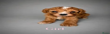 Cavapoo 6