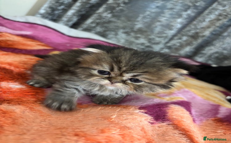 Persian cats - Advert 1