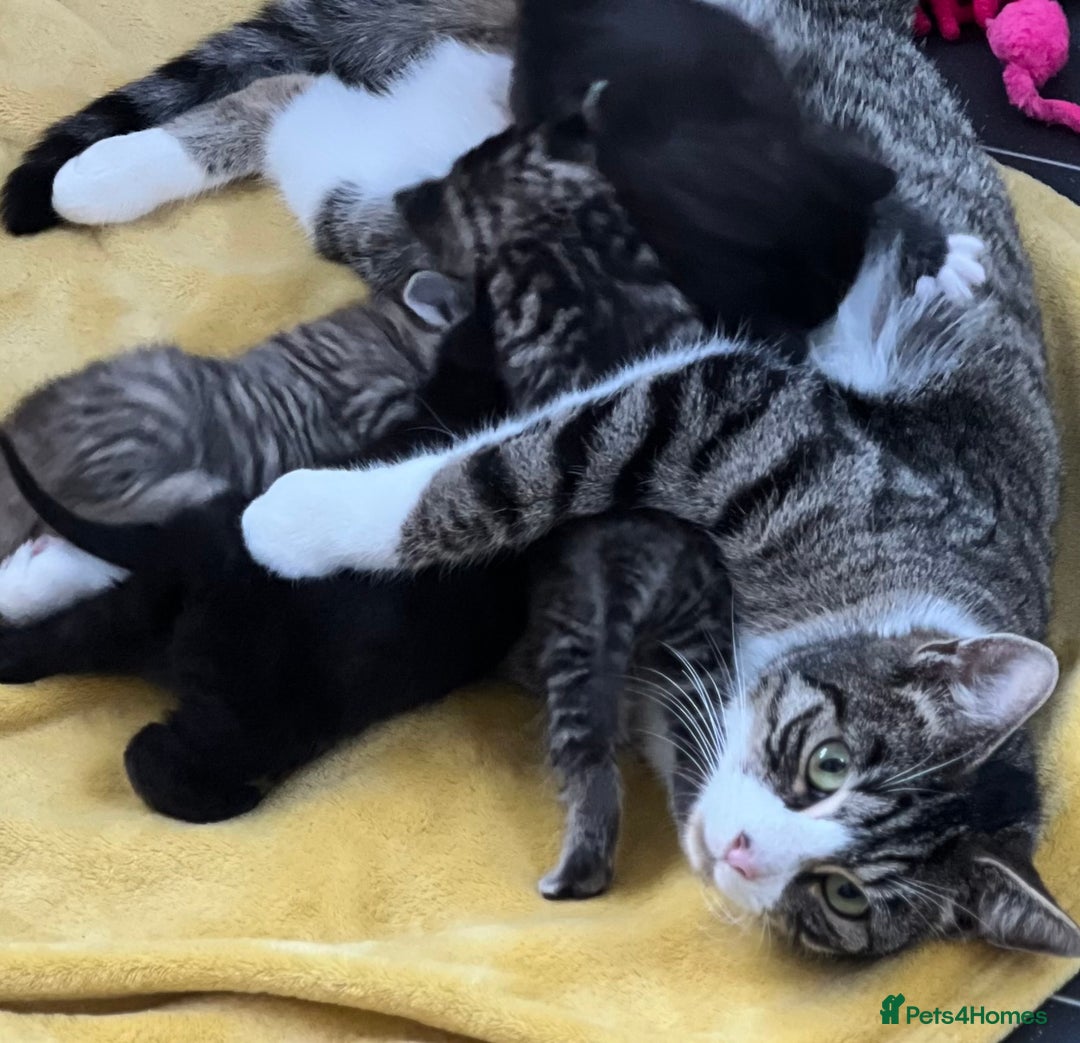 Mixed Breed cats for sale: CLEMENTINE’S CUTIES - (MUM with BENGAL)   - Advert 1