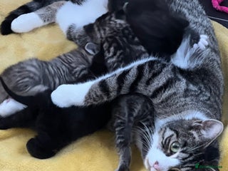 Mixed Breed cats CLEMENTINE’S CUTIES - Advert 1