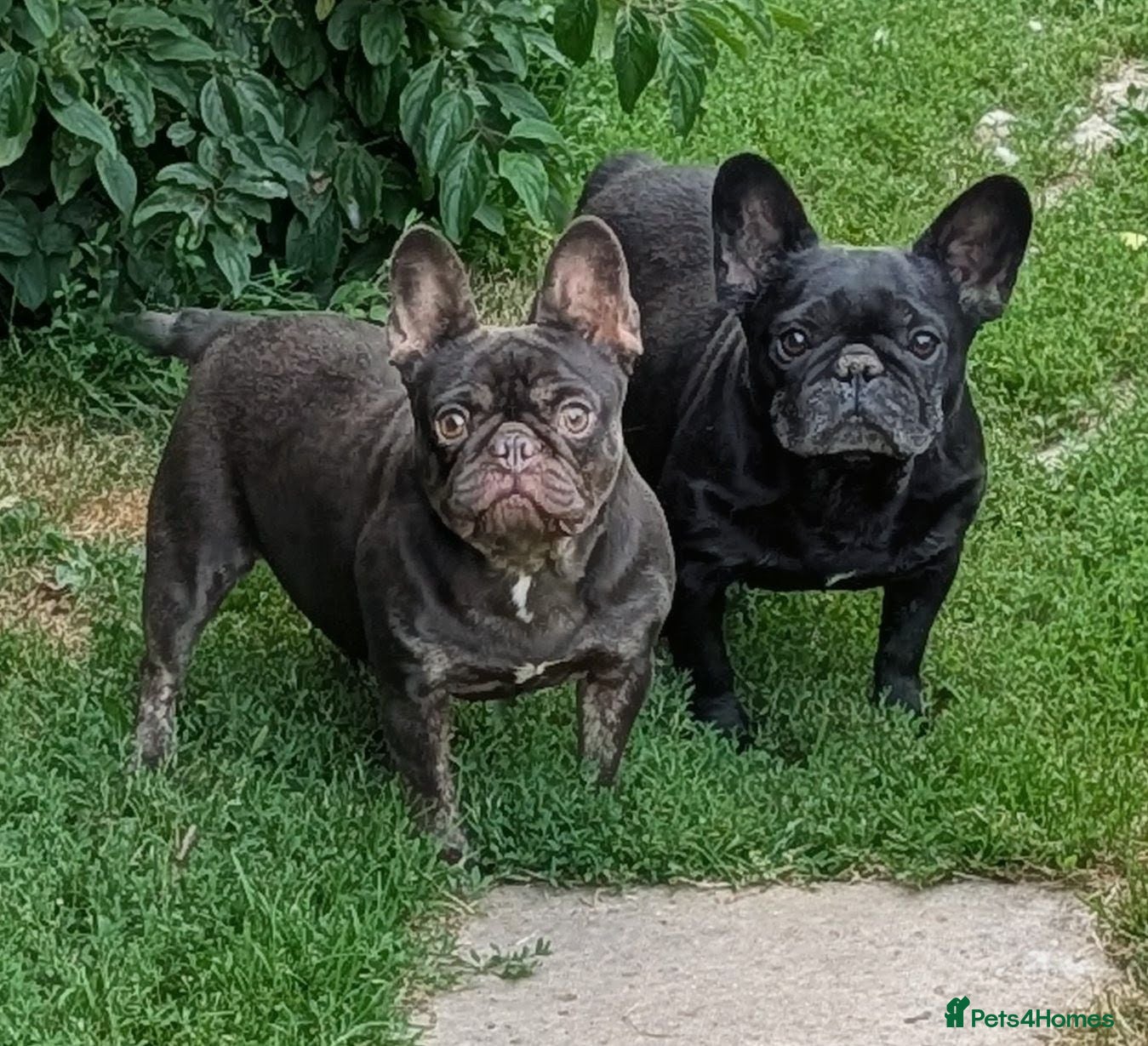French Bulldog dogs French bulldog (trio) - Advert 1