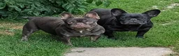 French Bulldog dogs for sale: French bulldog (trio) - Advert 1