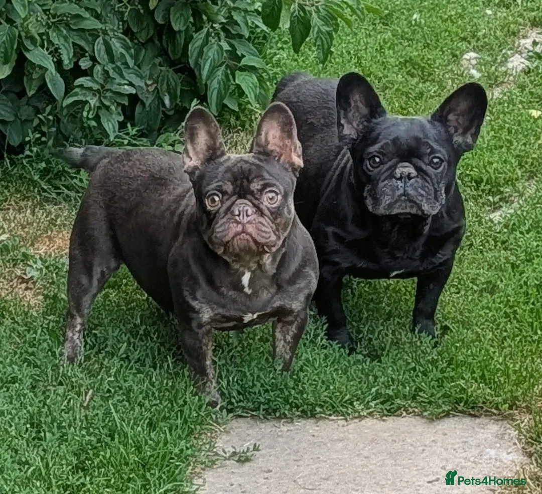 French Bulldog dogs for sale: French bulldog (trio) - Advert 1