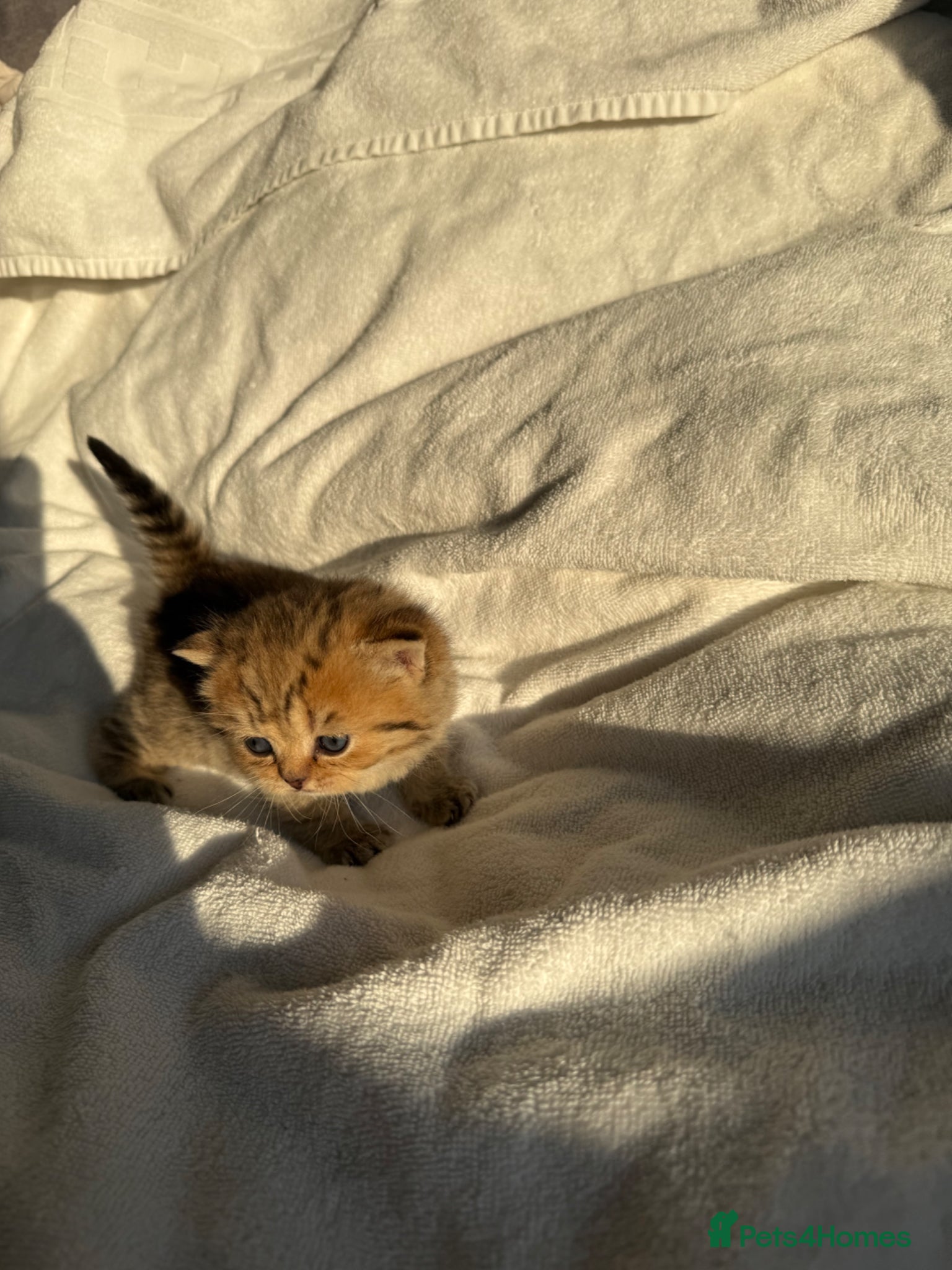 Scottish Fold cats Stunning Scottish fold/Scottish straight kittens🥰 - Advert 1