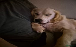 Golden Retriever dogs for sale: Male golden retriever  - Advert 4