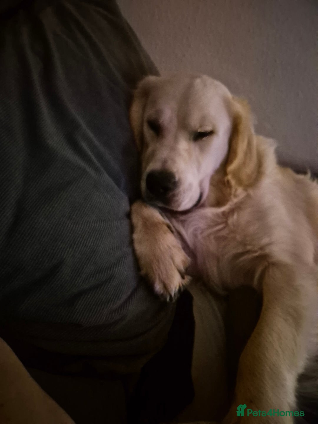 Golden Retriever dogs for sale: Male golden retriever  - Advert 4