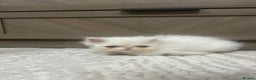 Persian cats for sale: Beautiful Persian kittens - Advert 6