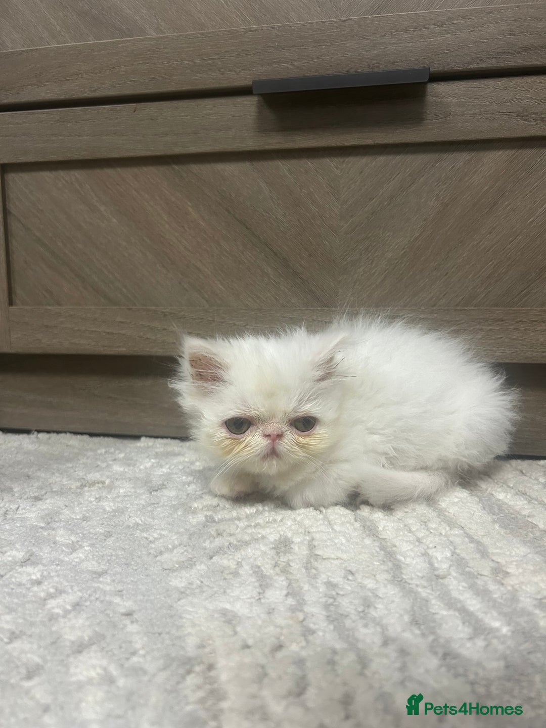 Persian cats for sale: Beautiful Persian kittens - Advert 6