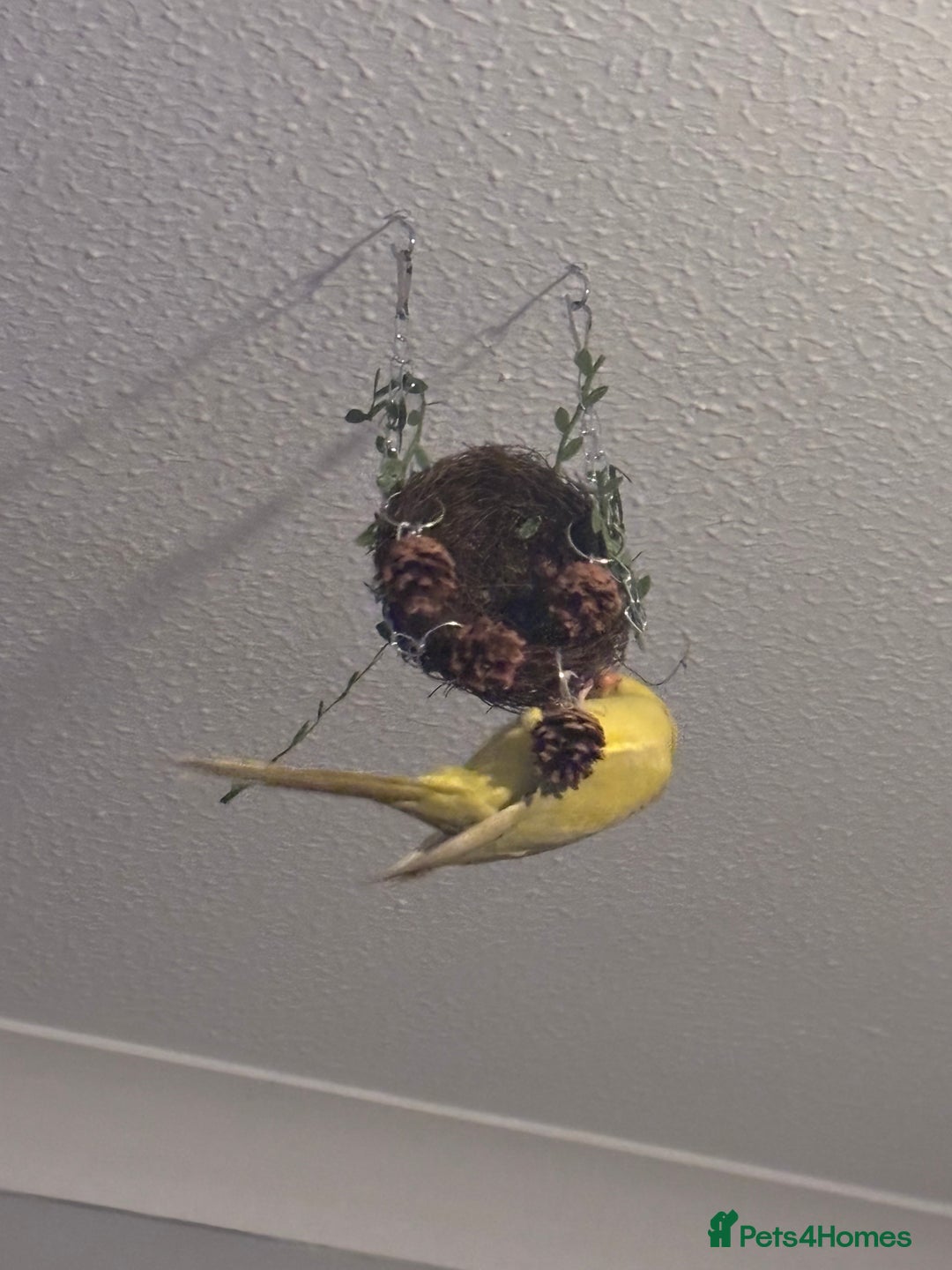 Parrots birds for sale: Three beautiful birds for sale - Advert 6