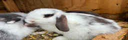 Mini Lop rabbits for sale: Baby mini lops / lion lops in Nottingham - Advert 28