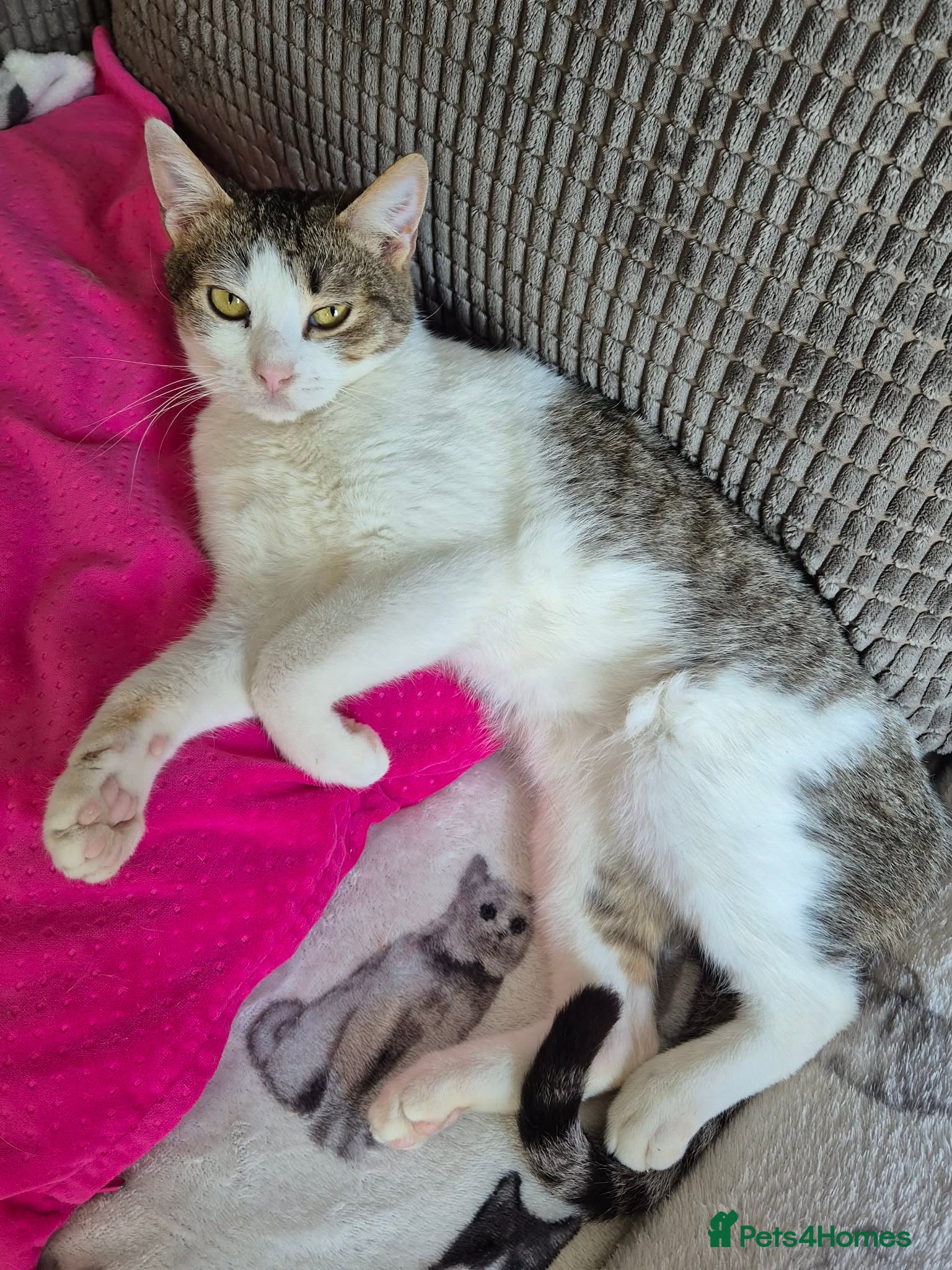 Mixed Breed cats for adoption: Galaxy for adoption in Waterlooville - Advert 6