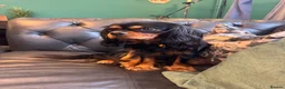 Mixed Breed dogs for sale: Rare Absolutely Stunning Phantom Cavapoo - Advert 3