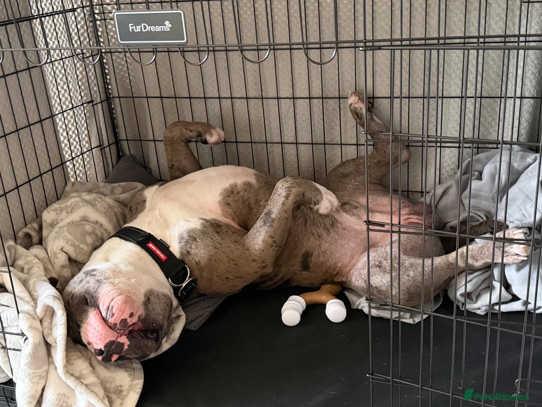 Mixed Breed dogs for sale: 2 year old Tyson in Northampton - Advert 6