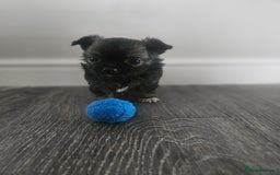 Chihuahua dogs for sale: Beautiful Chihuahua pups - Image 6