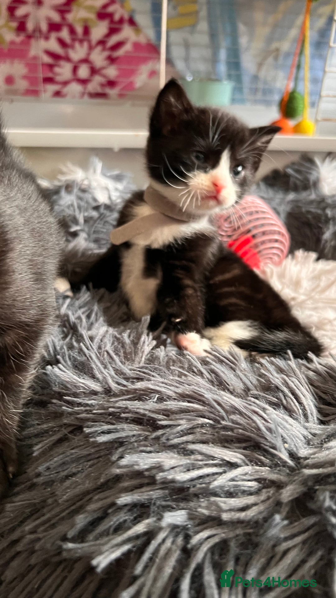 Mixed Breed cats for sale: adorable tuxedo kittens - Advert 13