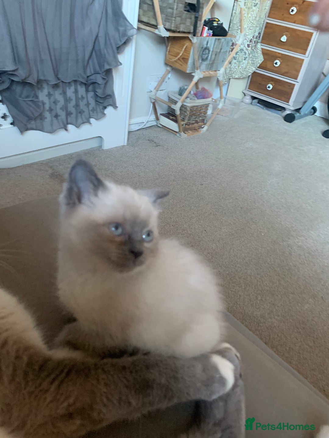 Persian cats for sale: cute 9wk old adorable bundle of joy Persian kitten - Advert 9