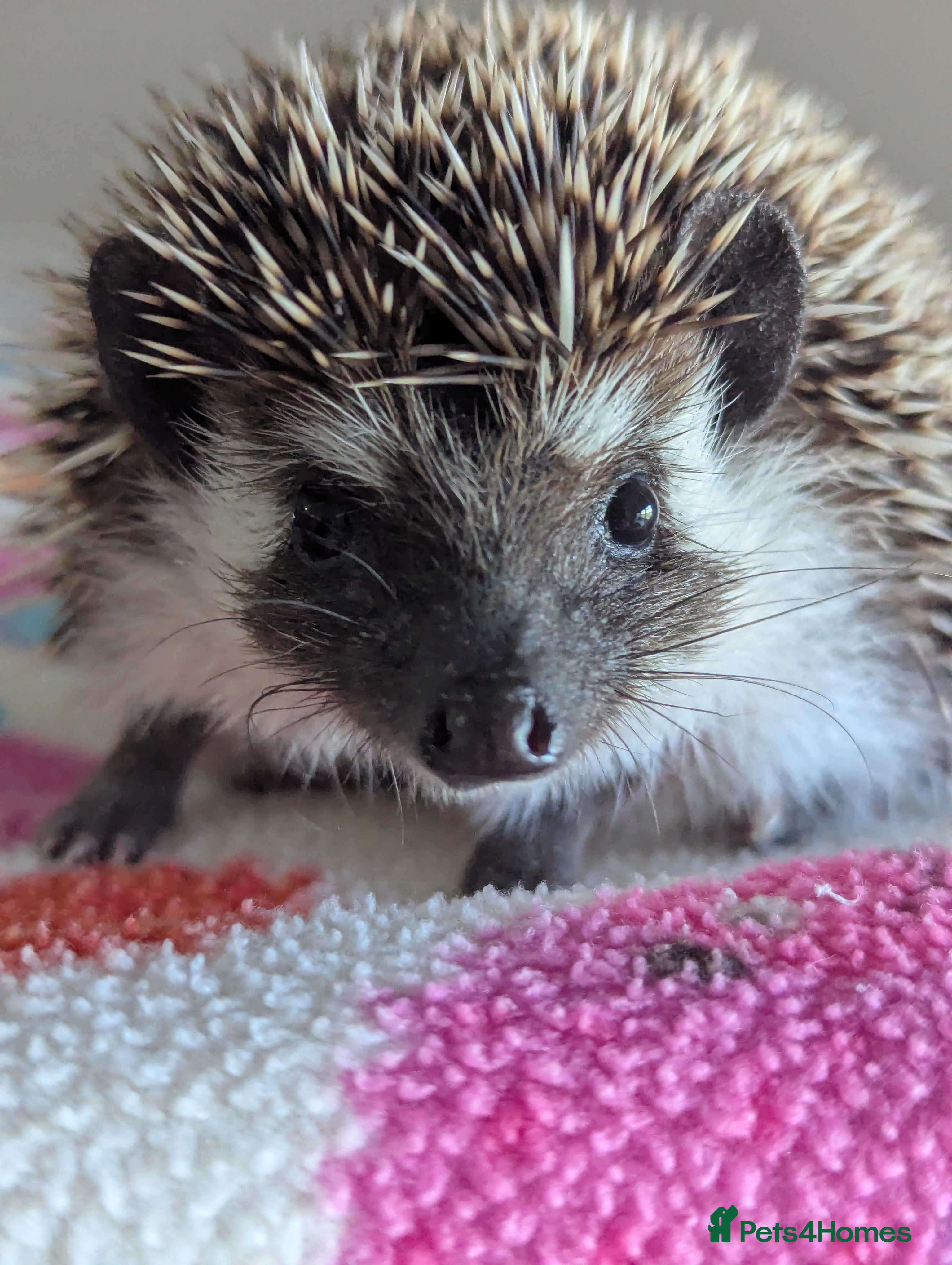 Pygmy Hedgehog rodents Beautiful Baby Hoglets Ready Now/Reserve  - Advert 1