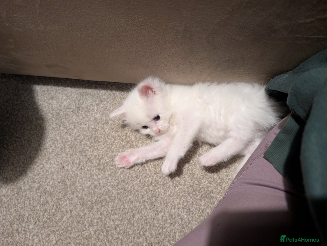 Maine Coon cats for sale: Beautiful Maine Coon kittens  - Advert 8