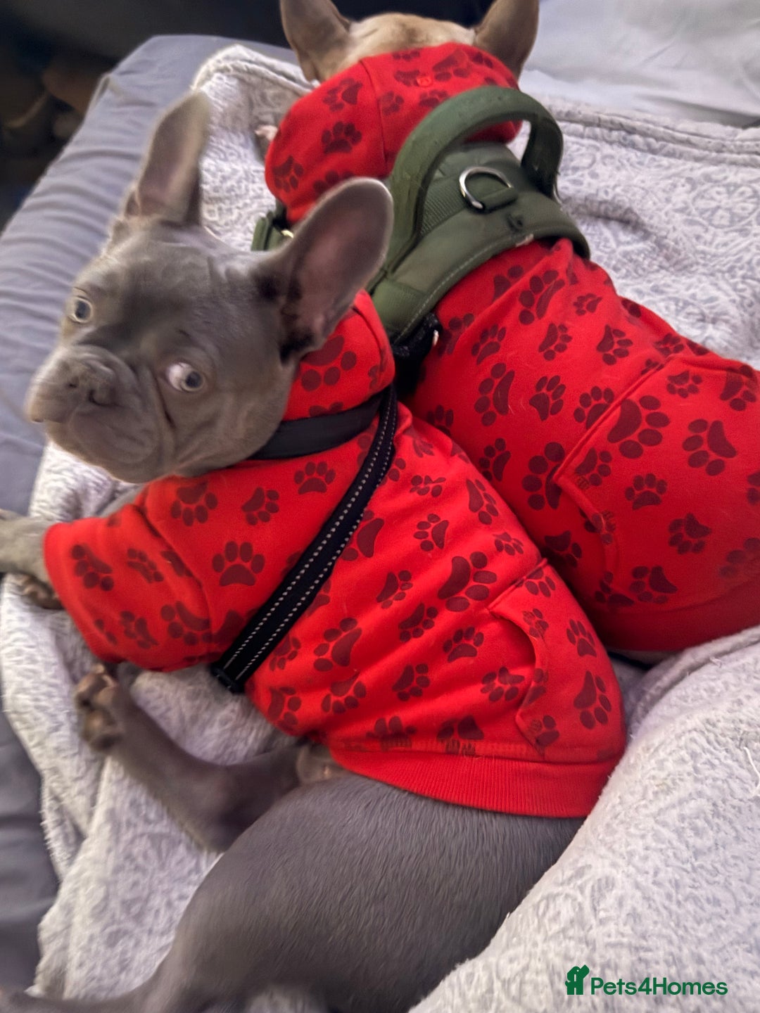 French Bulldog dogs for sale: Silver/Lilac French Bulldog Boy.  - Advert 1