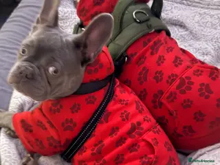 French Bulldog dogs Silver/Lilac French Bulldog Boy. - Advert 6