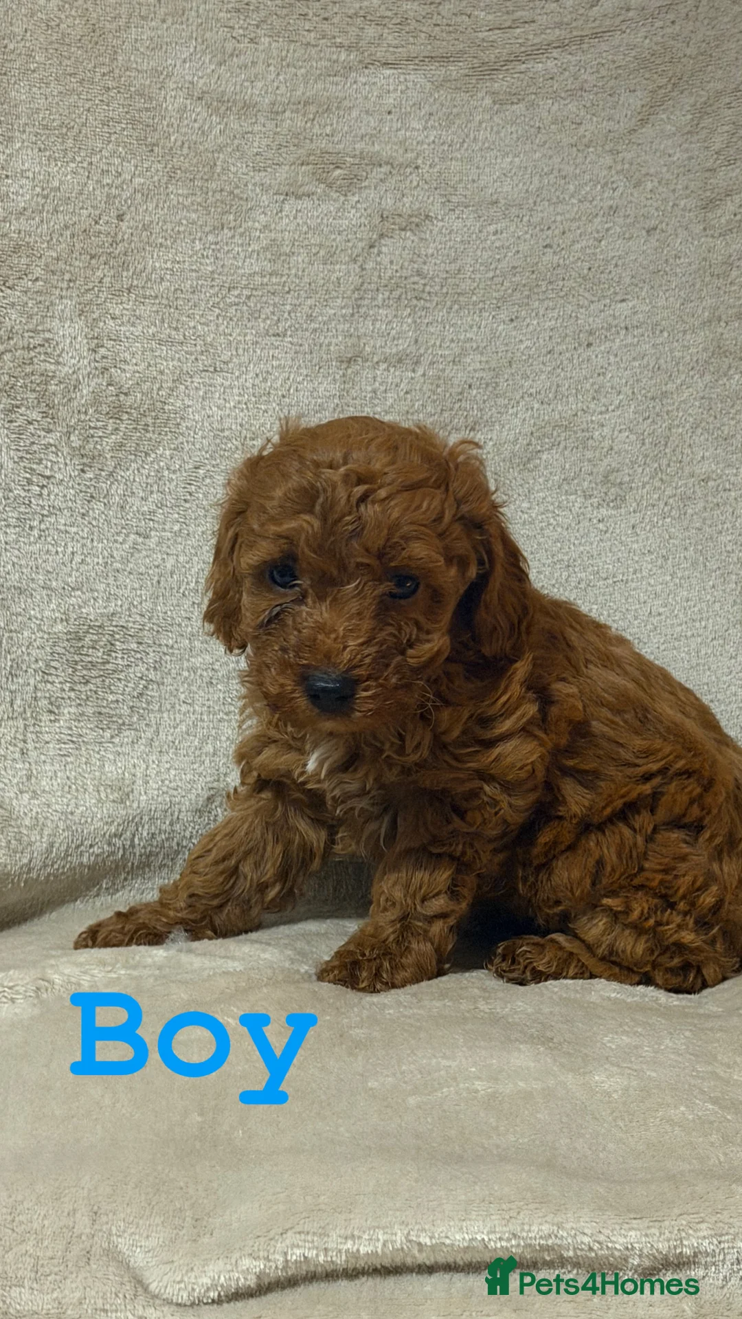 Cockapoo dogs for sale: F1b cockapoo  - Advert 5