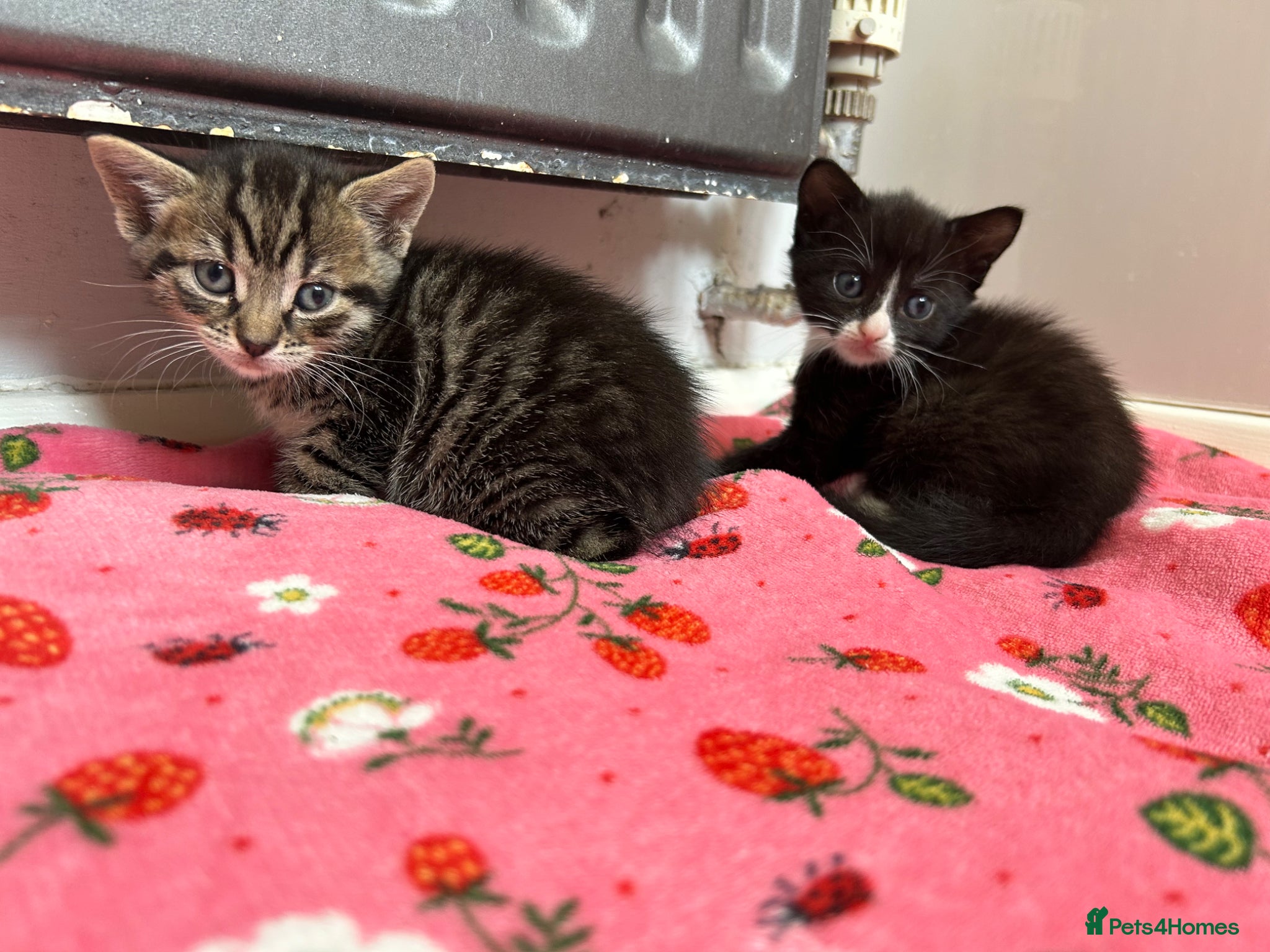 Mixed Breed cats Last two left - Advert 1